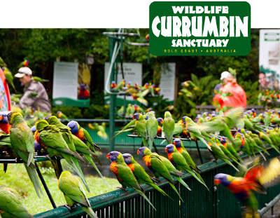 Private Guest Suite High On Currumbin Hill - Lennox Head Accommodation 19