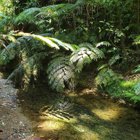 A Daintree Garden - Lennox Head Accommodation 4