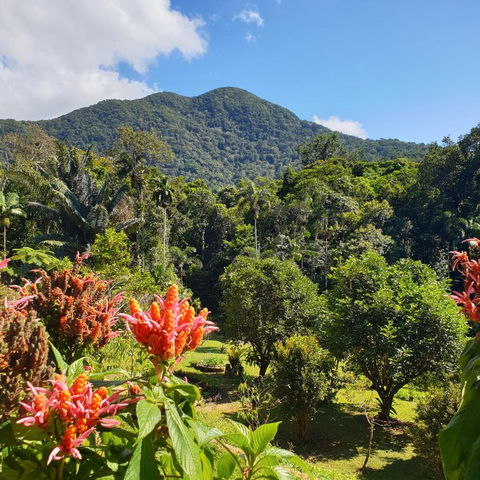 A Daintree Garden - Lennox Head Accommodation 2