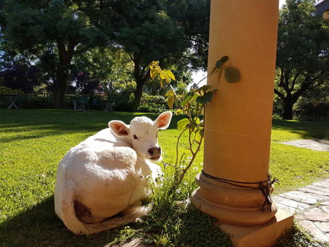 AL RU Farm - Lennox Head Accommodation 3