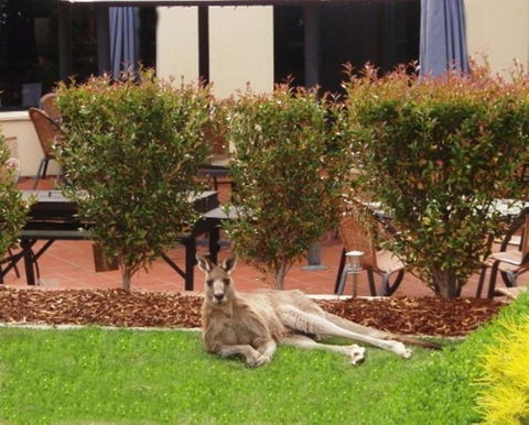 Alpha Hotel Canberra - Lennox Head Accommodation 3