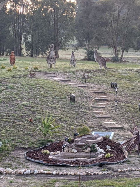 Australian Wildlife At Your Door - Lennox Head Accommodation 0