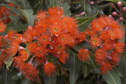 Ficifolia Lodge - Lennox Head Accommodation 26