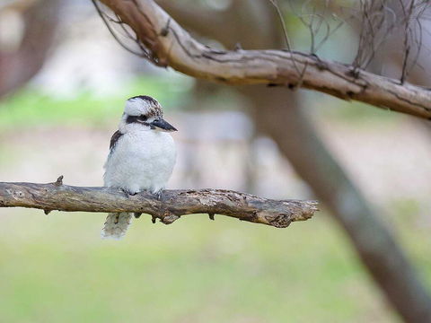 1 'Intrepid', 3 Intrepid Close - Amazing Views Of Shoal Bay, Only 100m From The Beach - Lennox Head Accommodation 1