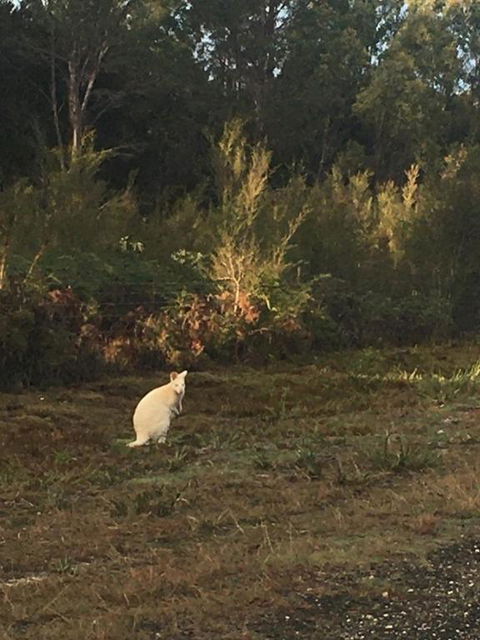 BIG4 Kelso Sands Holiday & Native Wildlife Park - Lennox Head Accommodation 4