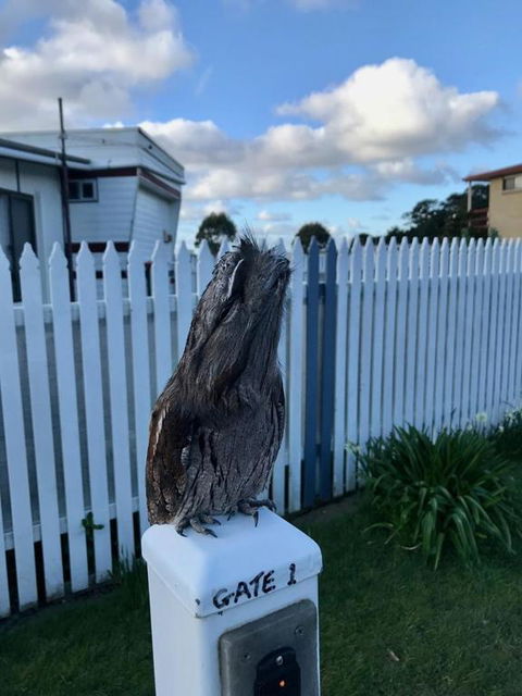 BIG4 Kelso Sands Holiday & Native Wildlife Park - Lennox Head Accommodation 2