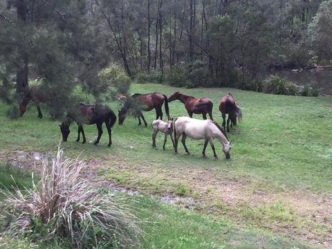 Emu Creek Retreat - Lennox Head Accommodation 2