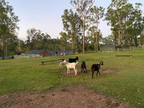 Gemmas Animal Farm By Tiny Away - Lennox Head Accommodation 2