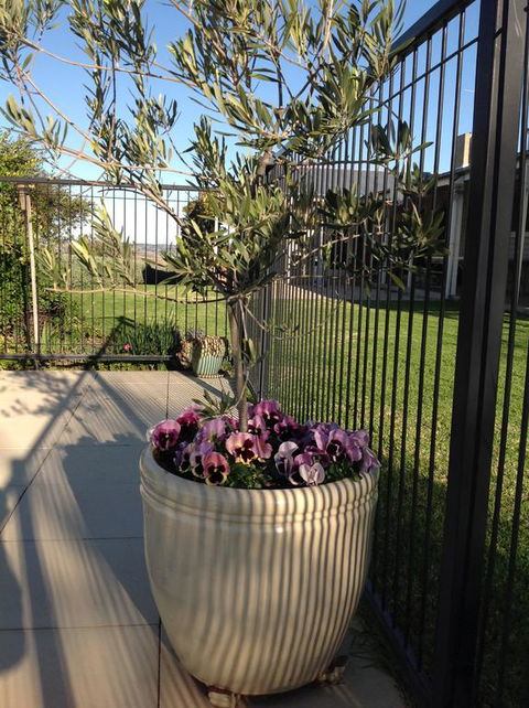 Amazing Views Pet Friendly Bed And Breakfast - Lennox Head Accommodation 3
