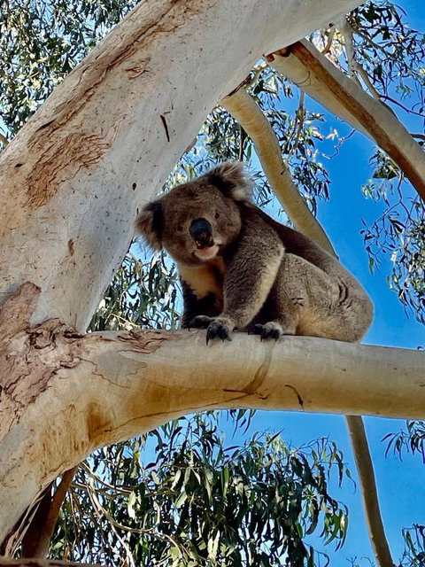 MrandMrs Fish Cabins - Lennox Head Accommodation 1