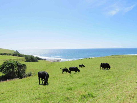 One Tree Gerroa - Lennox Head Accommodation 1