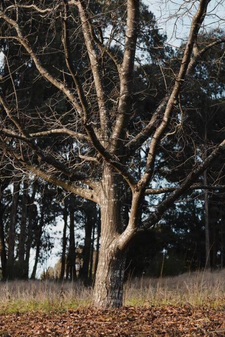 Peony Farm Green Cottage - Lennox Head Accommodation 1