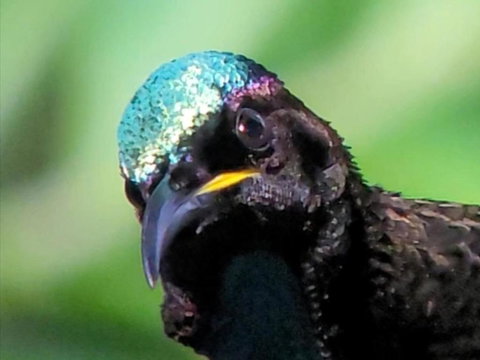 RIflebird Lodge - Lennox Head Accommodation 0