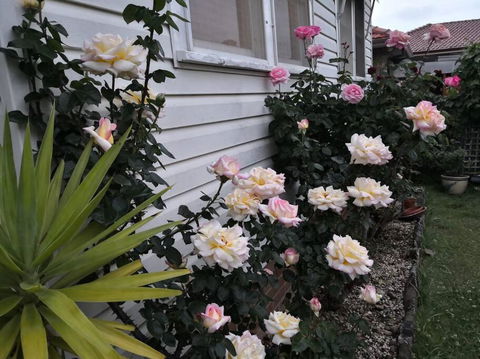 Roomy Rosegarden Flat In Roselands - Lennox Head Accommodation 3