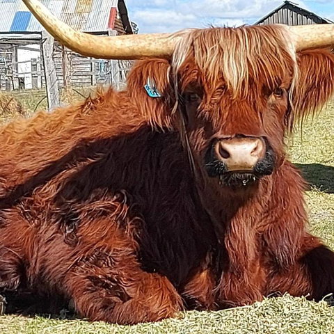 Straw House Farm - STANTHORPE - Lennox Head Accommodation 0