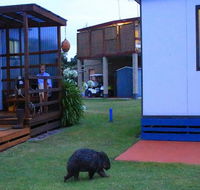 BIG4 Kelso Sands Holiday  Native Wildlife Park - Lennox Head Accommodation