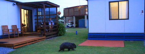 BIG4 Kelso Sands Holiday & Native Wildlife Park - Lennox Head Accommodation 2