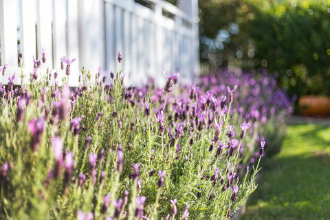 BIRCHES B&B - Lennox Head Accommodation 3