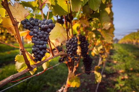Half Day Tamar Valley Wine Tour - Lennox Head Accommodation 1