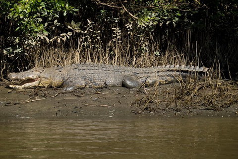 5-Day Best Of Cairns With Daintree, Kuranda, And Great Barrier Reef - Lennox Head Accommodation 5