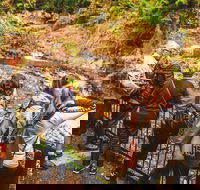 Full-day Springbrook National Park Tour from the Gold Coast - Lennox Head Accommodation