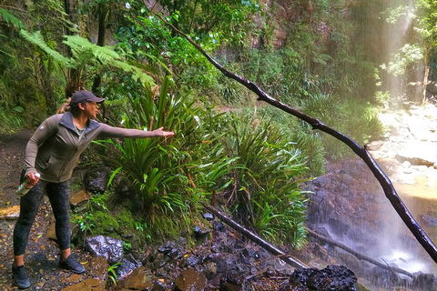 Rainforest & Waterfalls Extravaganza - Lennox Head Accommodation 4