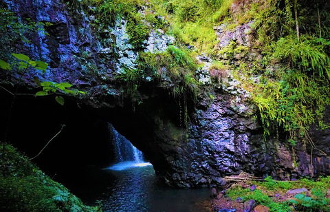 Rainforest & Waterfalls Extravaganza - Lennox Head Accommodation 5