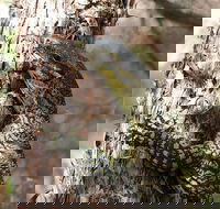 Byron Bay Combo Hinterland Tour Including Minyon Falls and Kayaking with Dolphins - Lennox Head Accommodation