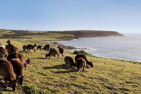 Kangaroo Island Personal Group Tours - Lennox Head Accommodation 0