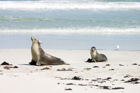 Kangaroo Island Personal Group Tours - Lennox Head Accommodation 3