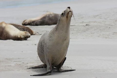 Kangaroo Island Personal Group Tours - Lennox Head Accommodation 4