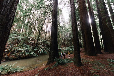 LGBT+ Friendly 3 Day Private Tour Great Ocean Road & Phillip Island - Lennox Head Accommodation 2