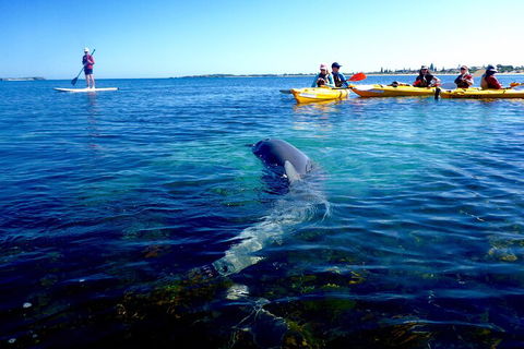 Penguin And Seal Islands Sea Kayaking Experience - Lennox Head Accommodation 0