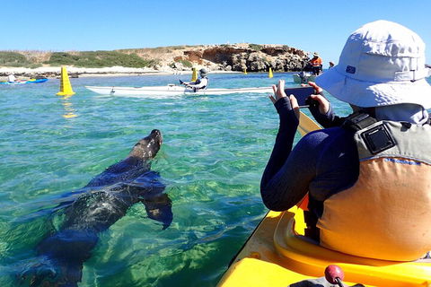 Penguin And Seal Islands Sea Kayaking Experience - Lennox Head Accommodation 2