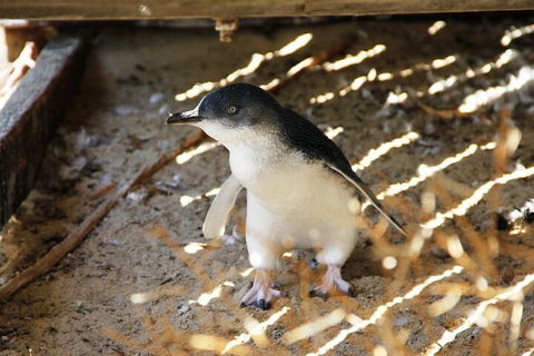 Penguin And Seal Islands Sea Kayaking Experience - Lennox Head Accommodation 3