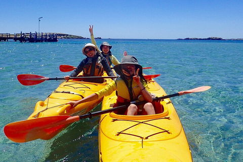Penguin And Seal Islands Sea Kayaking Experience - Lennox Head Accommodation 4