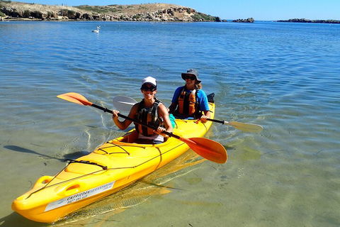 Penguin And Seal Islands Sea Kayaking Experience - Lennox Head Accommodation 5