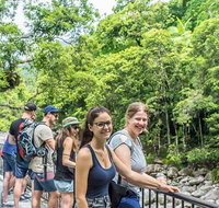 Cape Tribulation Mossman Gorge and Daintree Rainforest Day Trip from Cairns or Port Douglas