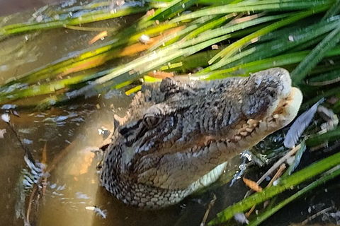 Litchfield Park Adventures And Jumping Crocodile Cruise + Butterfly Farm - Lennox Head Accommodation 4