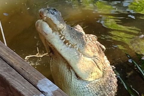 Litchfield Park Adventures And Jumping Crocodile Cruise + Butterfly Farm - Lennox Head Accommodation 5