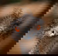 Currumbin Wildlife Sanctuary General Entry Ticket - Lennox Head Accommodation