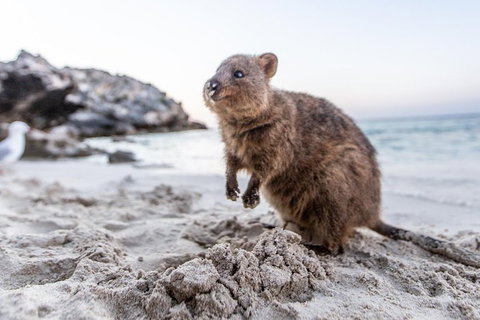 Rottnest Island All-Inclusive Grand Island Tour From Fremantle - Lennox Head Accommodation 2