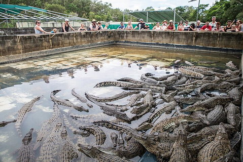 Hartley's Crocodile Adventures Day Trip From Cairns - Lennox Head Accommodation 0