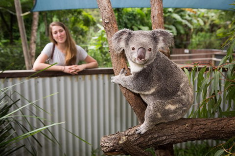 Hartley's Crocodile Adventures Day Trip From Cairns - Lennox Head Accommodation 5