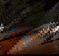 Alice Springs Desert Park Nocturnal Tour - Lennox Head Accommodation
