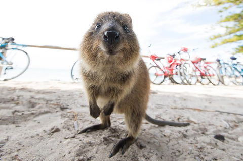 Rottnest Island Round-Trip Ferry From Perth Or Fremantle - Lennox Head Accommodation 3
