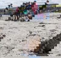 Kangaroo Island in a Day Tour from Adelaide - Lennox Head Accommodation