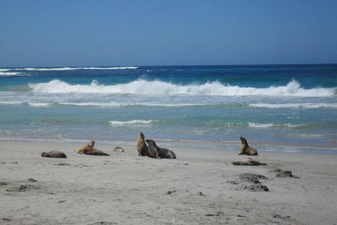 Kangaroo Island In A Day Tour From Adelaide - Lennox Head Accommodation 1