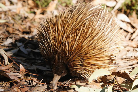Kangaroo Island In A Day Tour From Adelaide - Lennox Head Accommodation 2