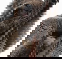 2-Day Kangaroo Island 4WD Small-Group Tour from Adelaide - Lennox Head Accommodation